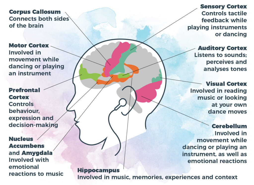 Graphical image of a brain showing the function of various areas and how they relate to music
